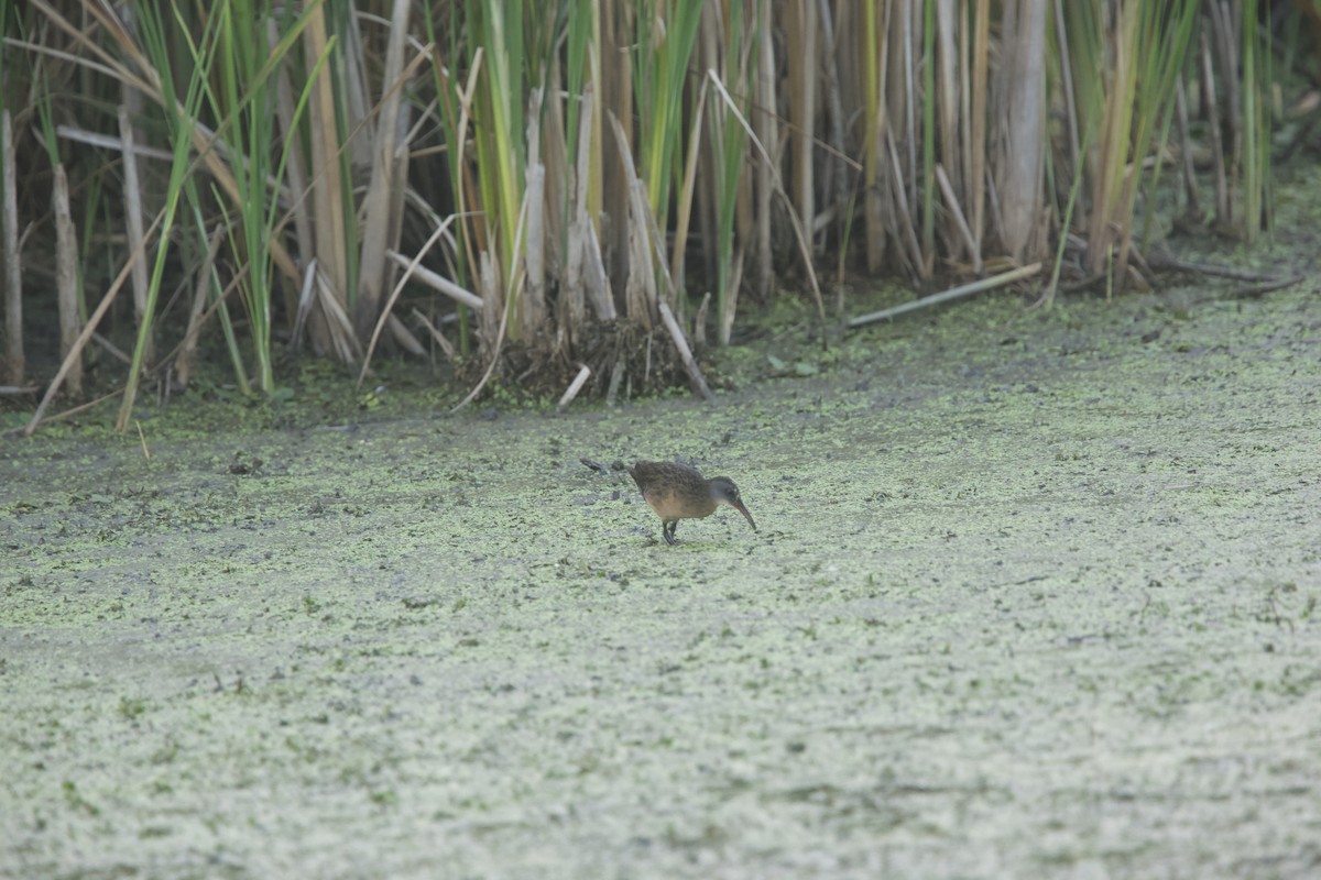 Virginia Rail - Paul Miller