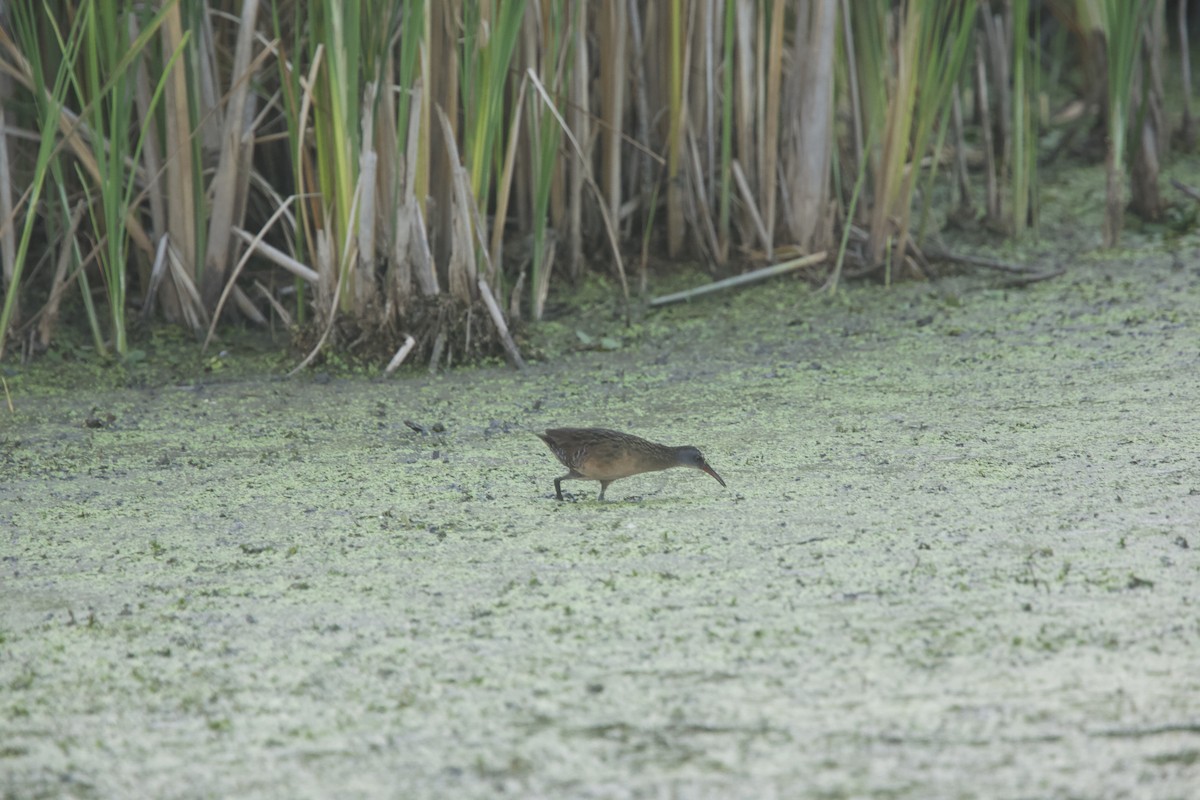 Virginia Rail - Paul Miller