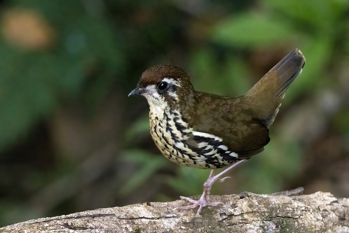 Such's Antthrush - ML622215664