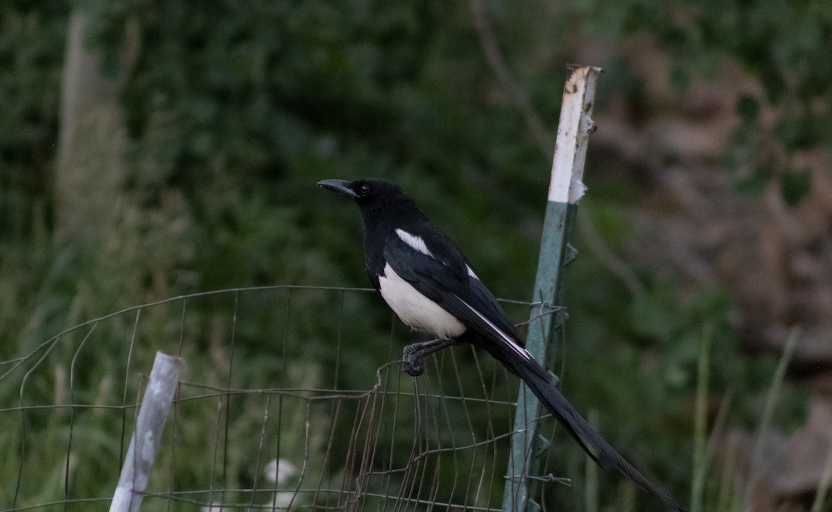 Black-billed Magpie - ML622215722