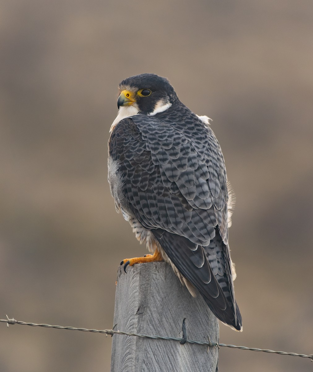 Peregrine Falcon - Pablo Martinez Morales