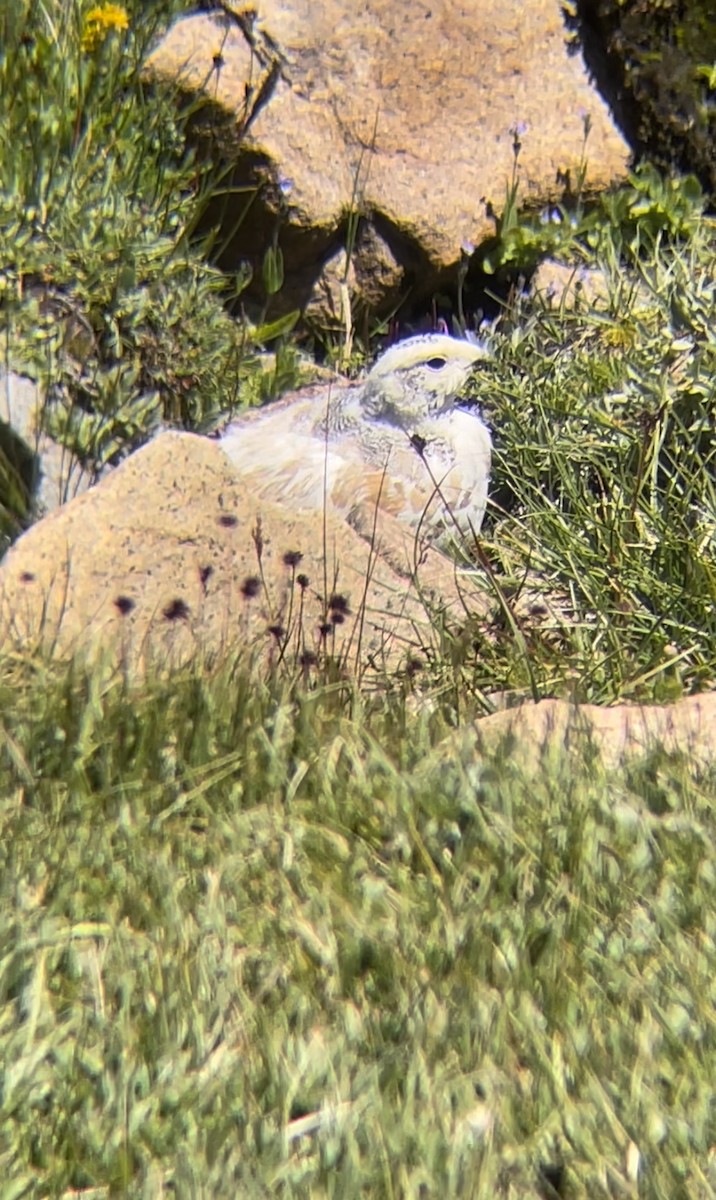 White-tailed Ptarmigan - ML622215735