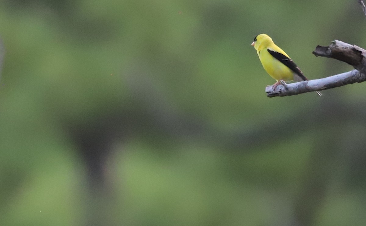 American Goldfinch - ML622215785