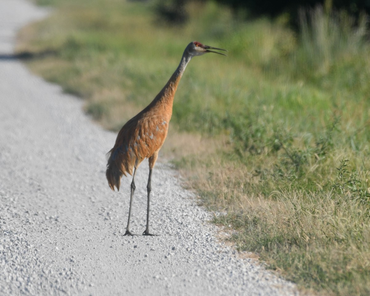 Sandhill Crane - ML622215816