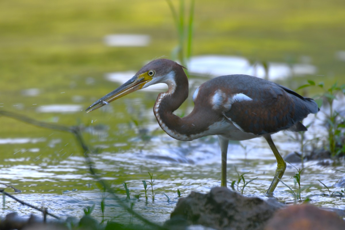 Tricolored Heron - ML622215818