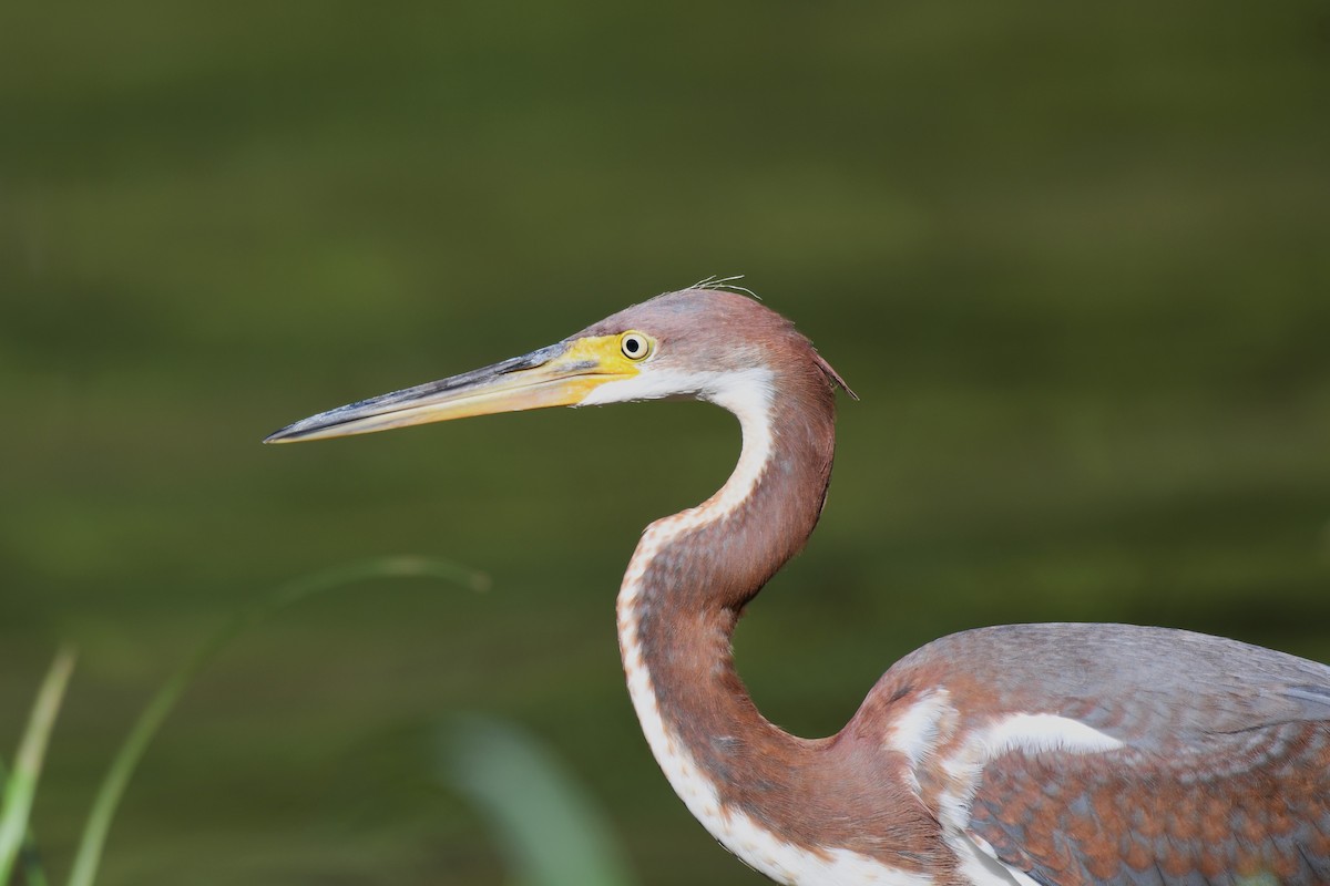 Tricolored Heron - ML622215819