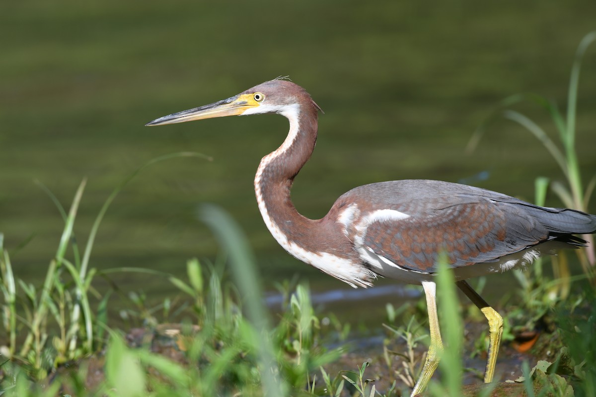 Tricolored Heron - ML622215820