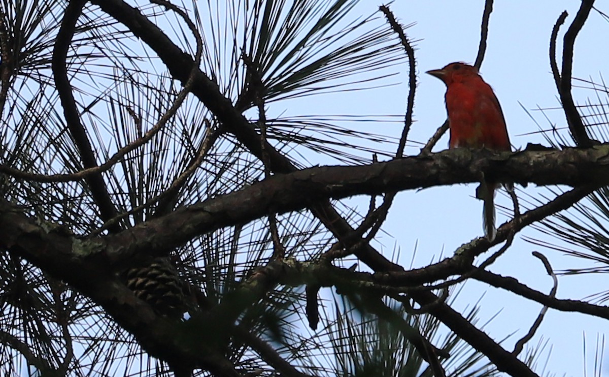 Summer Tanager - ML622215838