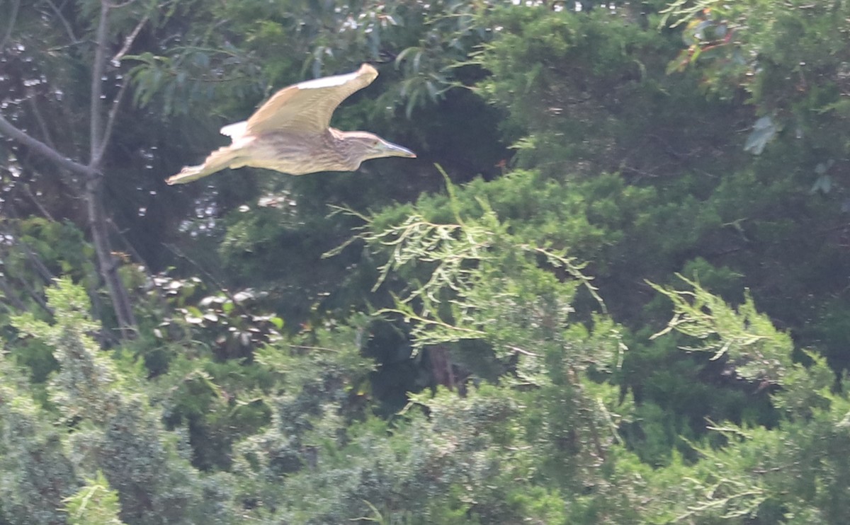 Black-crowned Night Heron - Rob Bielawski