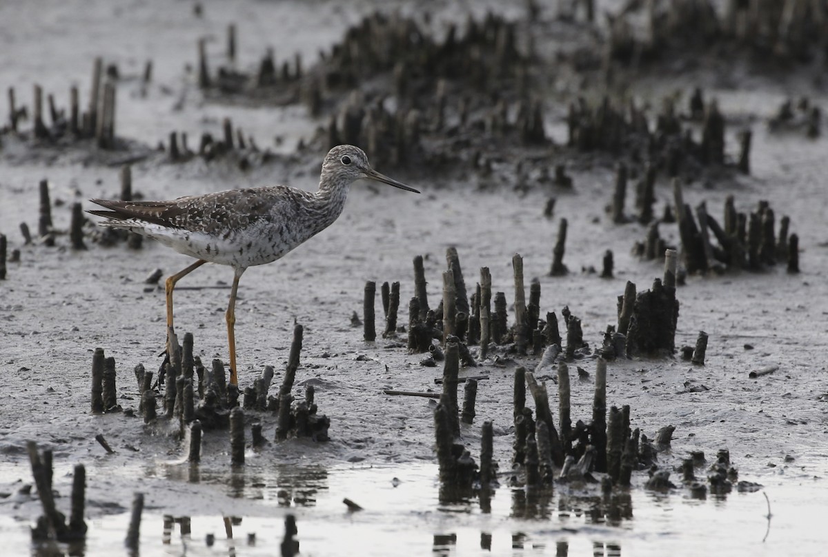 Greater Yellowlegs - ML622215930