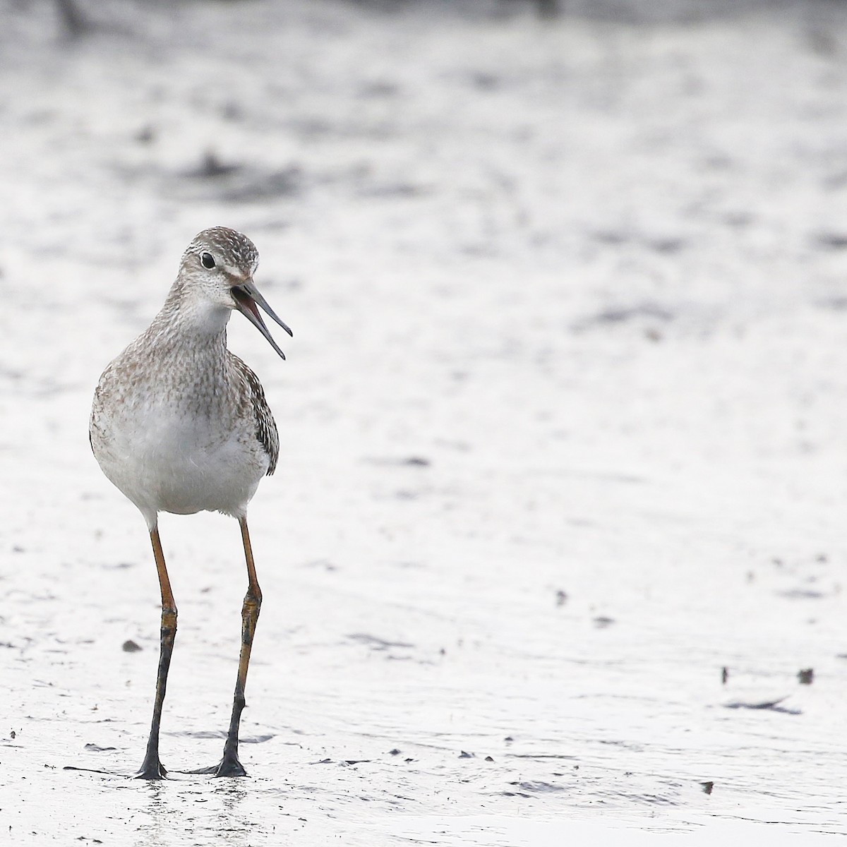 Lesser Yellowlegs - ML622215933