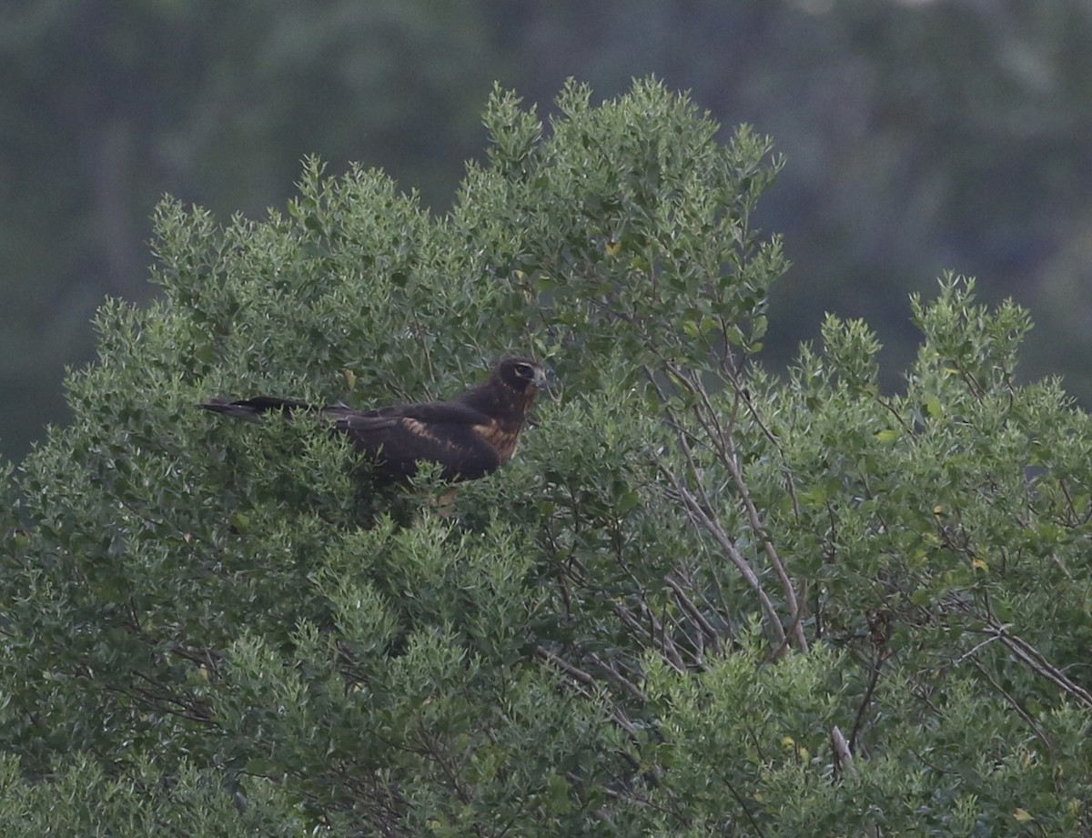 Northern Harrier - ML622215938