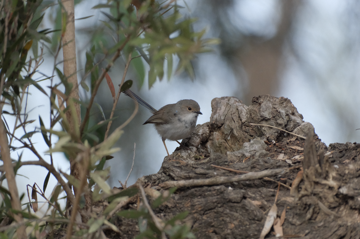 Superb Fairywren - ML622215953