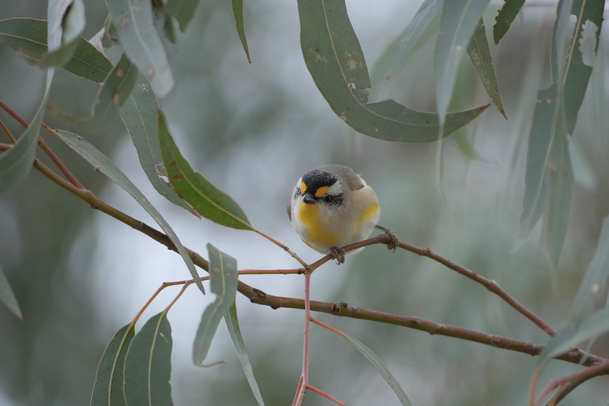 Pardalote à point jaune - ML622216083