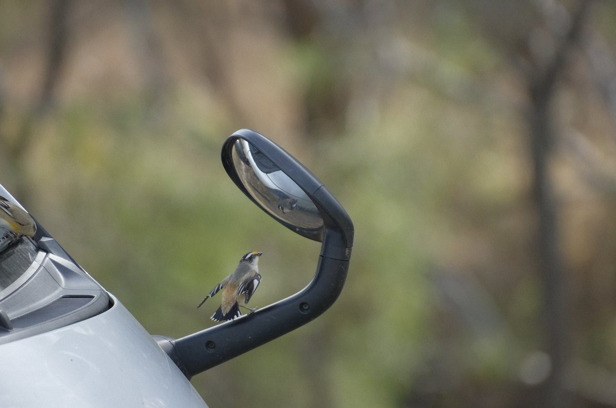 Striated Pardalote - ML622216084