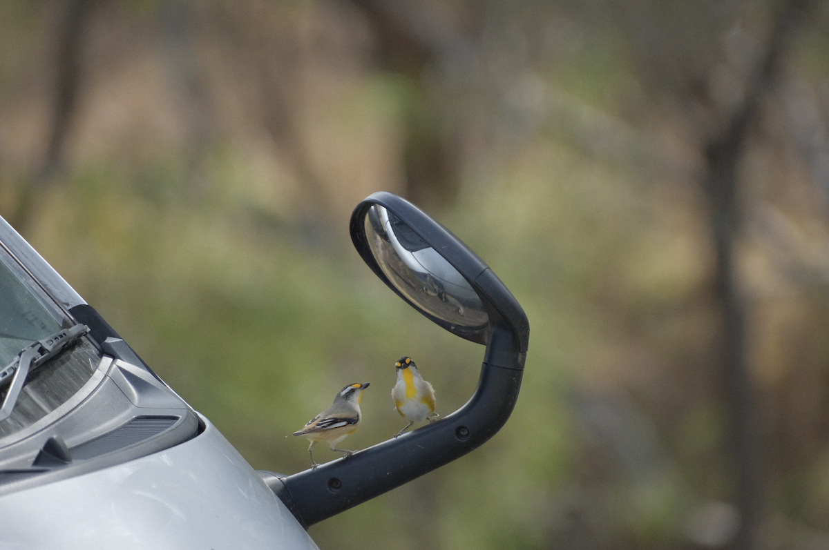 Pardalote à point jaune - ML622216086