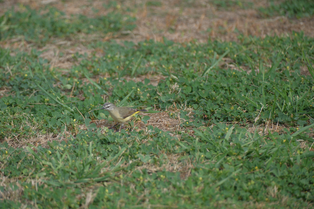 Yellow-rumped Thornbill - ML622216104