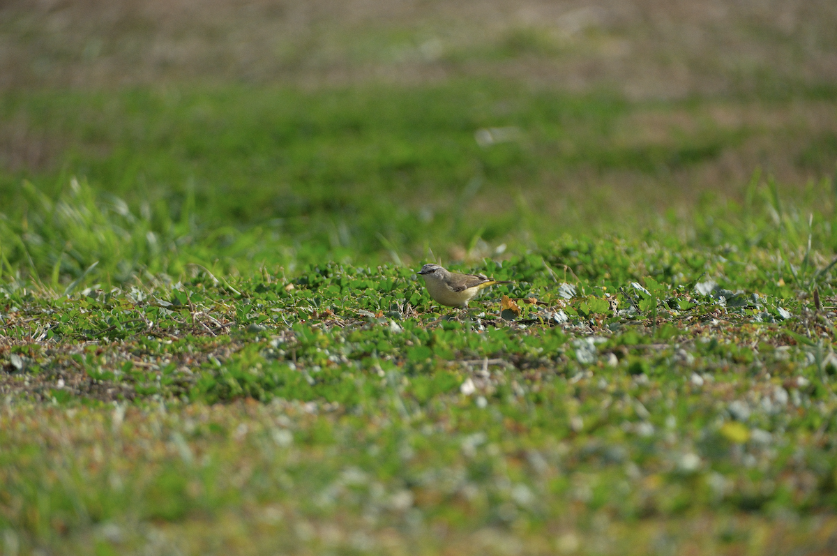 Yellow-rumped Thornbill - ML622216105