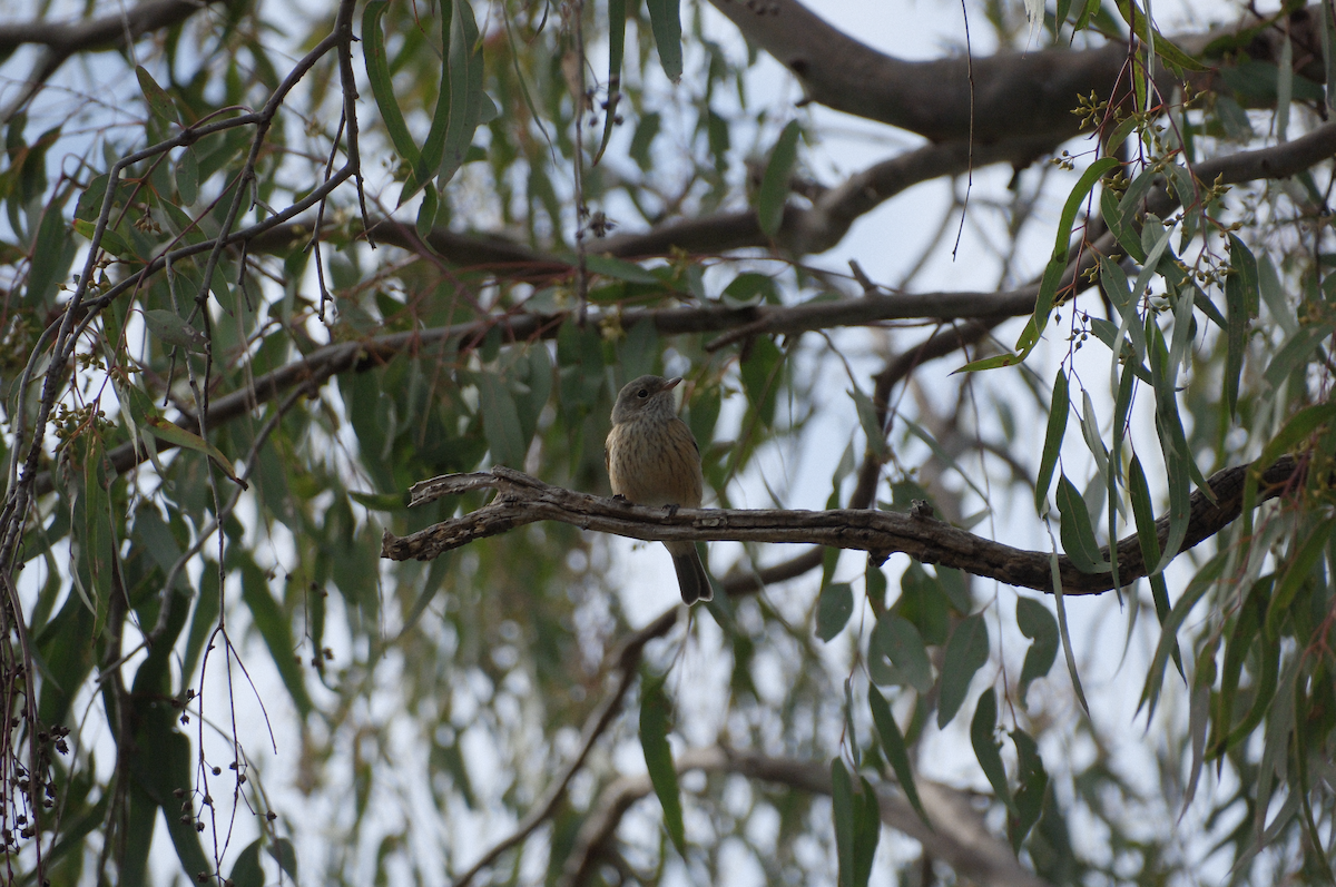 Rufous Whistler - ML622216146