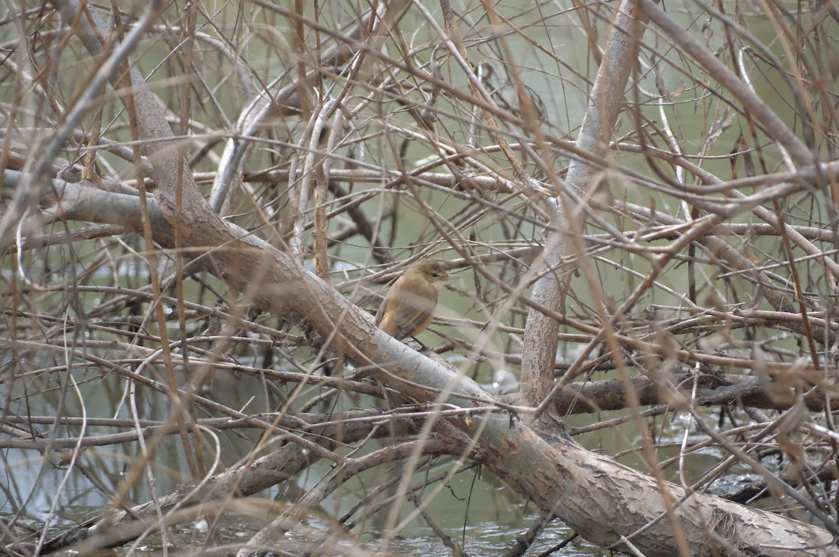 Australian Reed Warbler - ML622216179