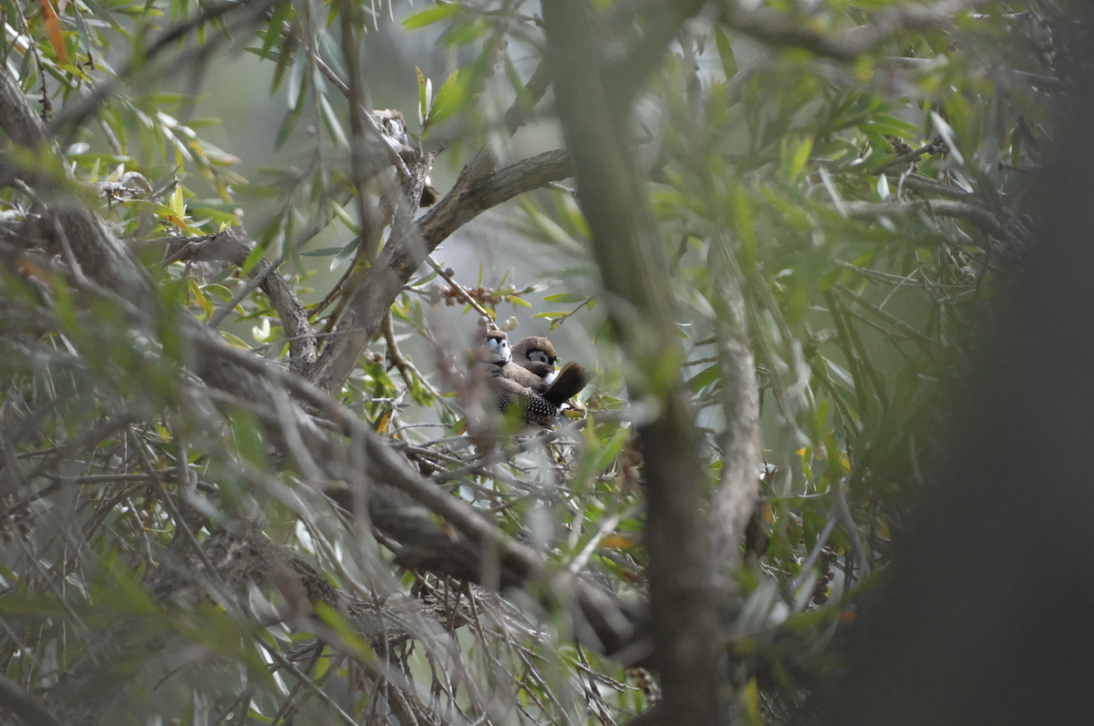 Double-barred Finch - ML622216181