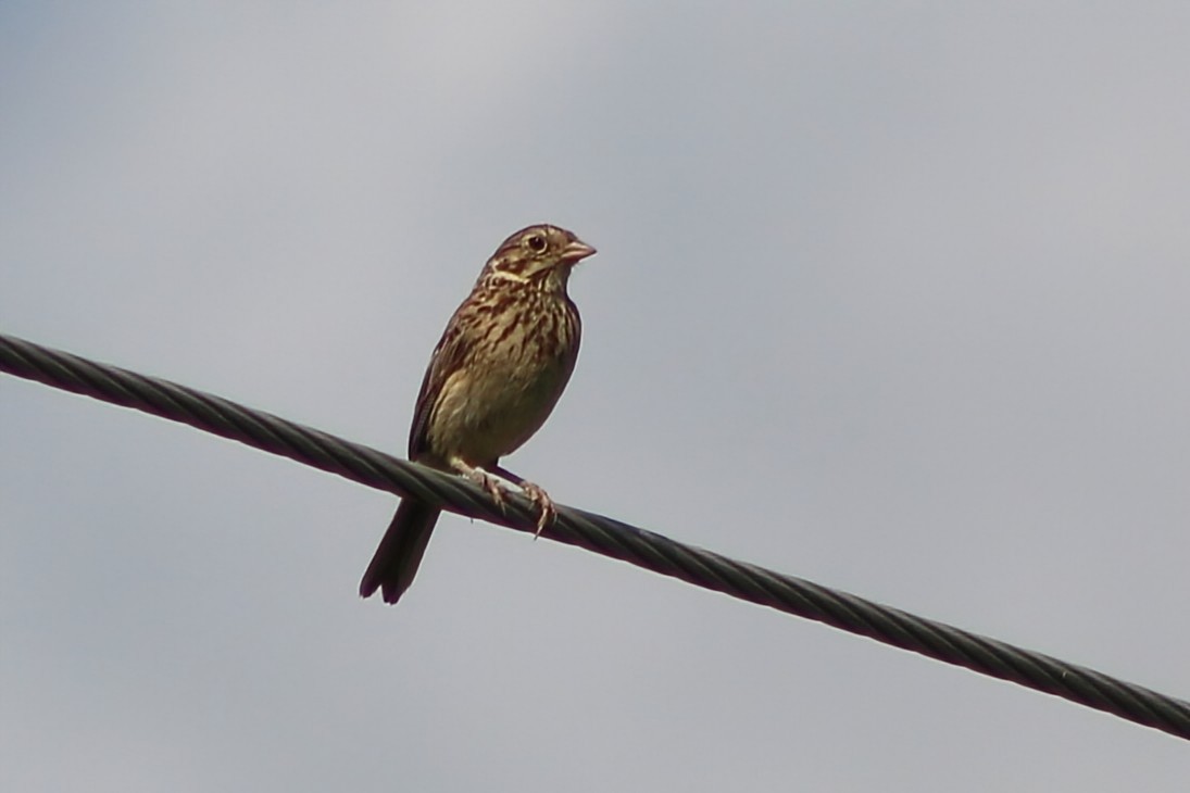 Vesper Sparrow - ML622216198