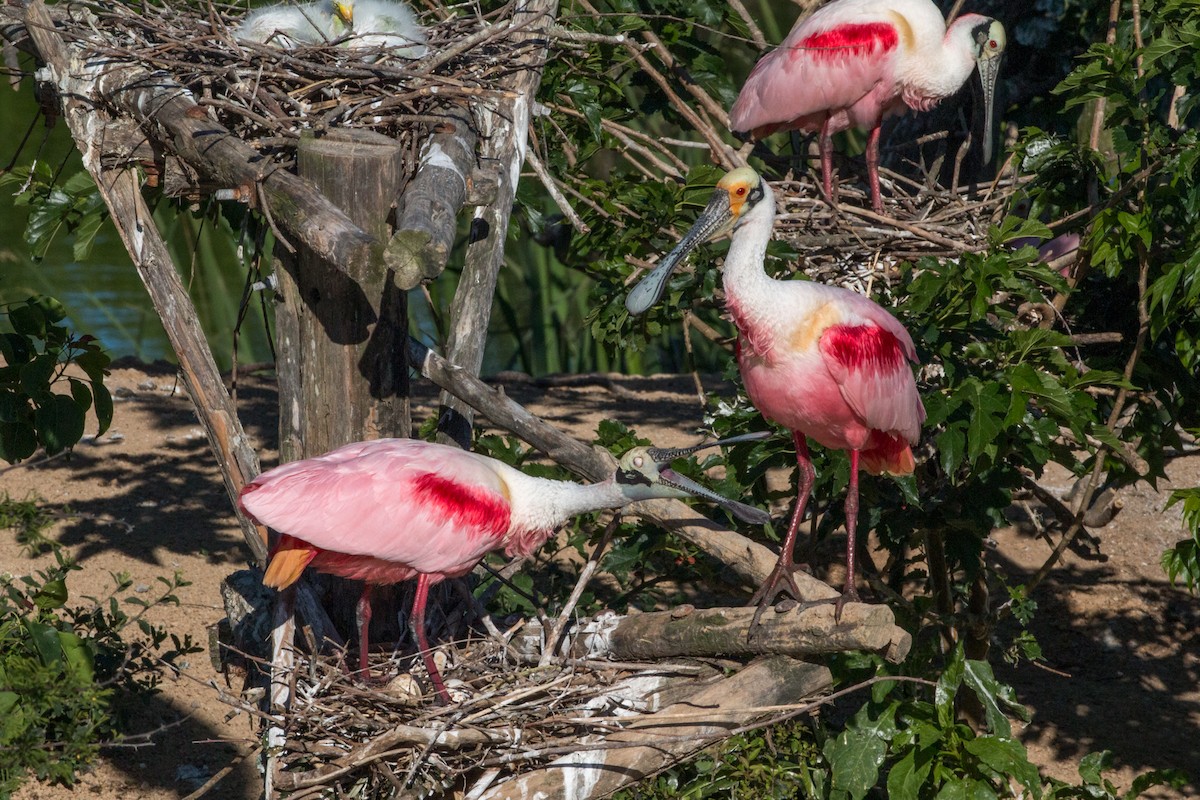 Roseate Spoonbill - ML622216211