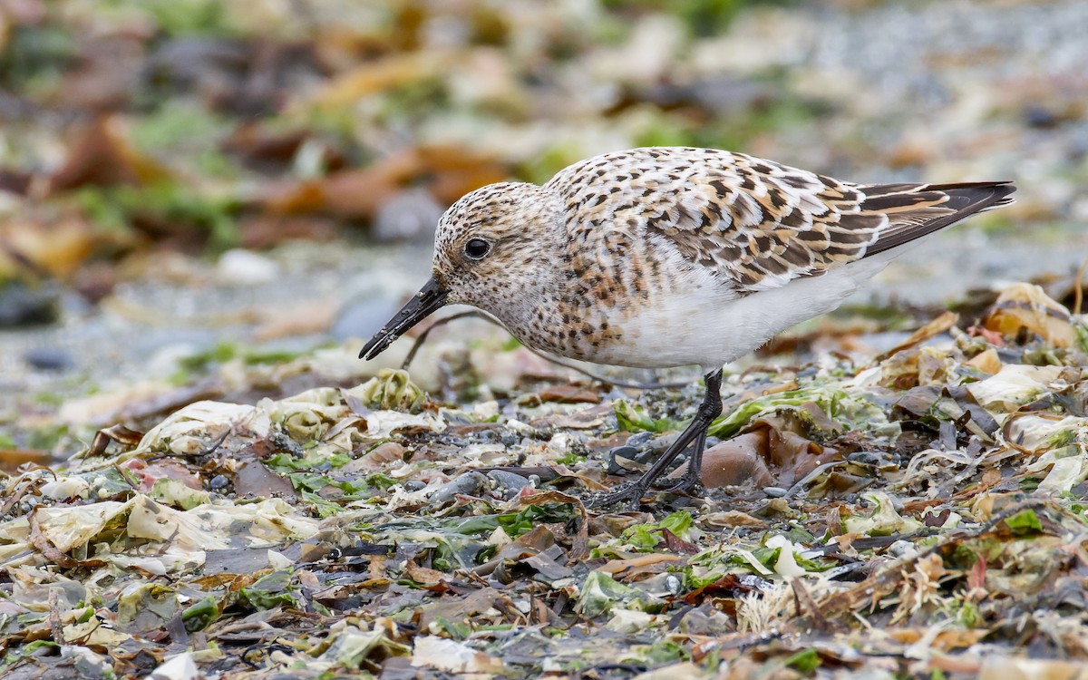 Bécasseau sanderling - ML622216396