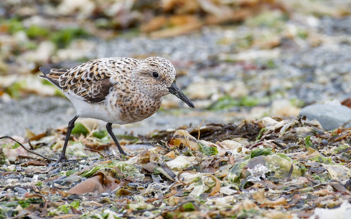 Bécasseau sanderling - ML622216397