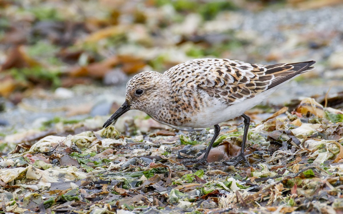 Sanderling - Blair Dudeck