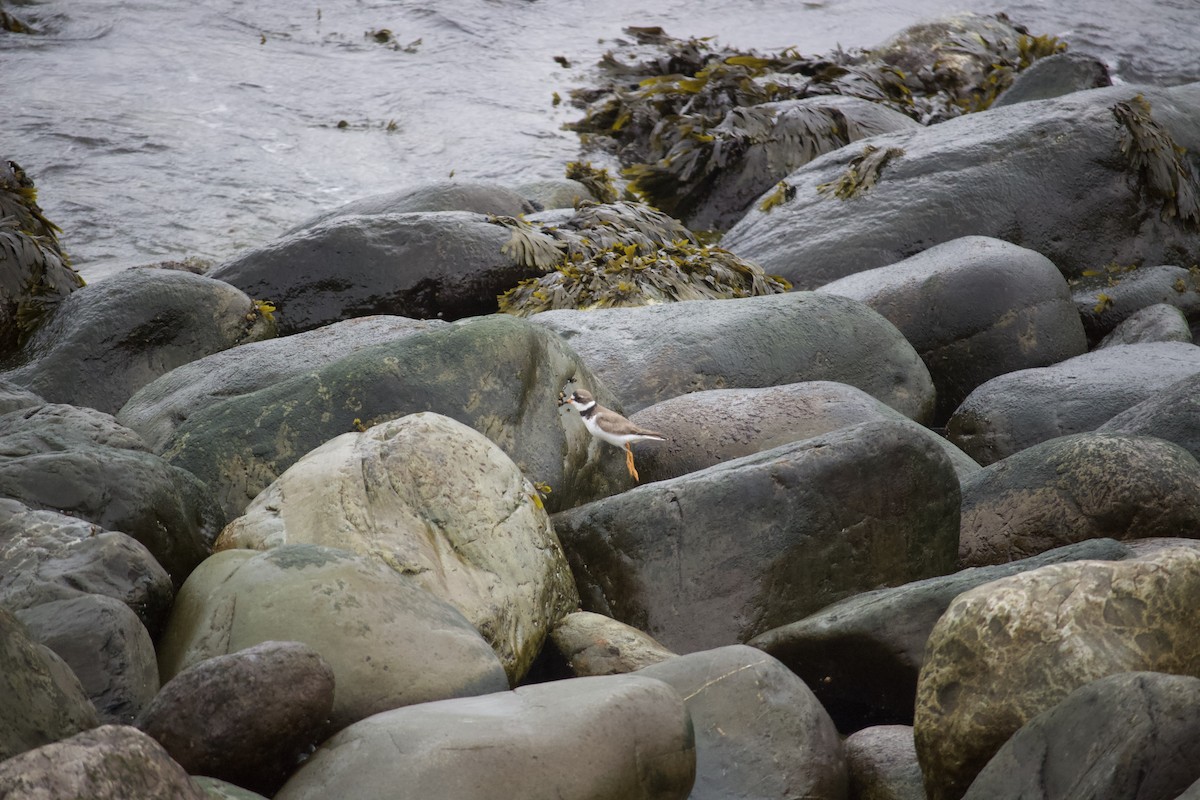 Semipalmated Plover - ML622216415