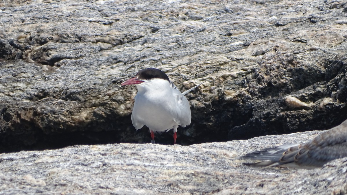 Arctic Tern - ML622216419