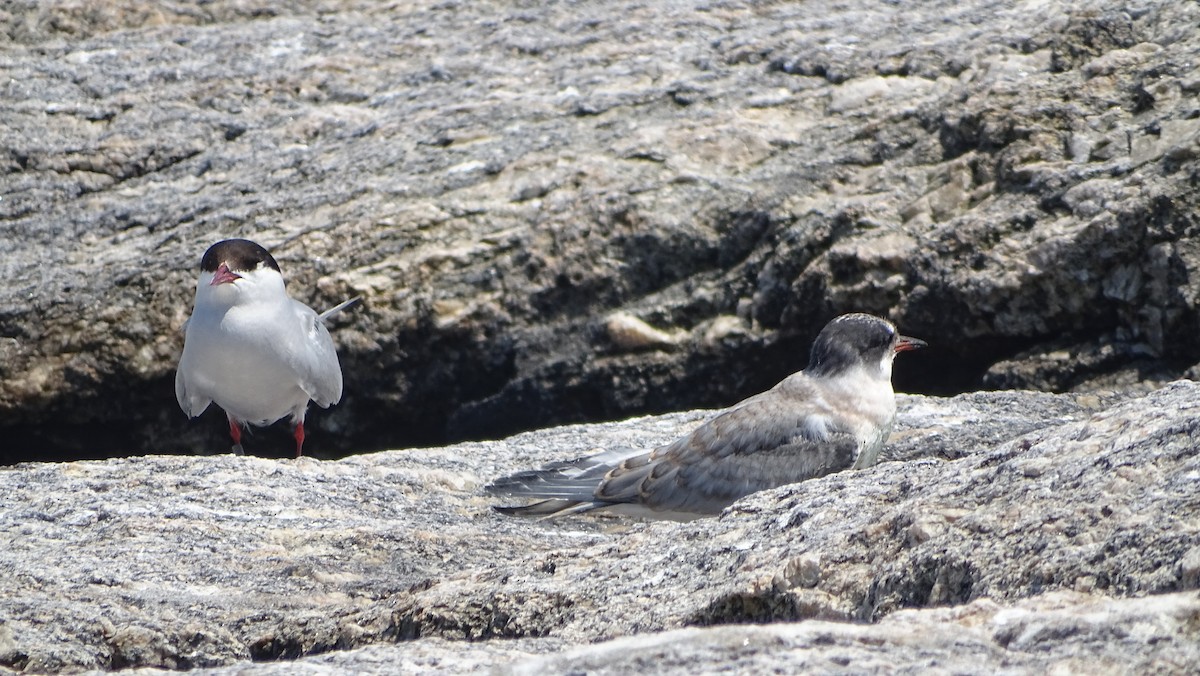 Arctic Tern - ML622216423