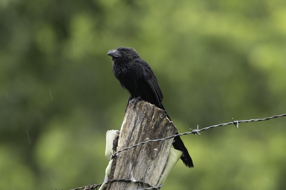 Groove-billed Ani - Sergio Rivero Beneitez