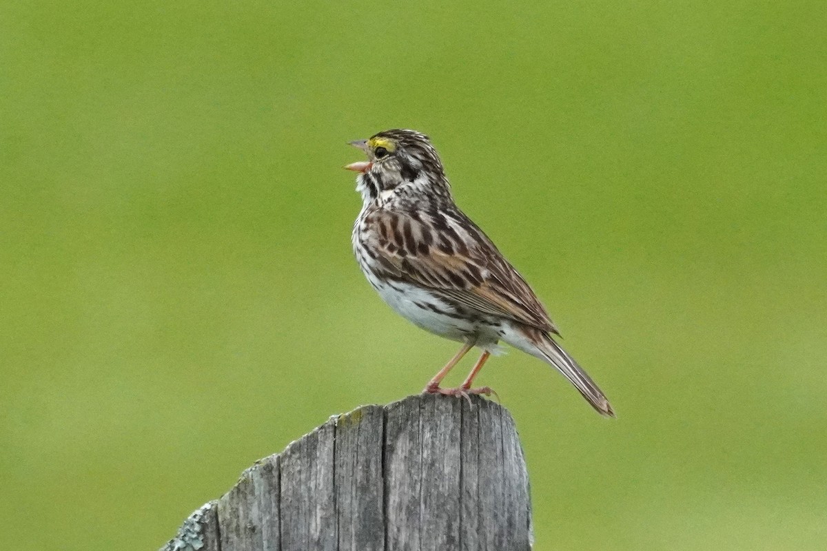 Savannah Sparrow - ML622216509