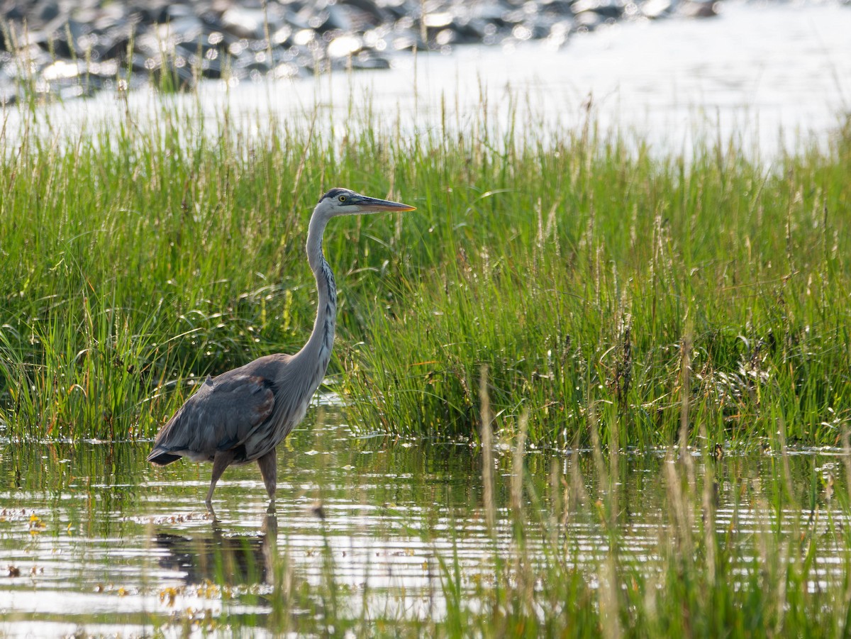 Great Blue Heron - ML622216555