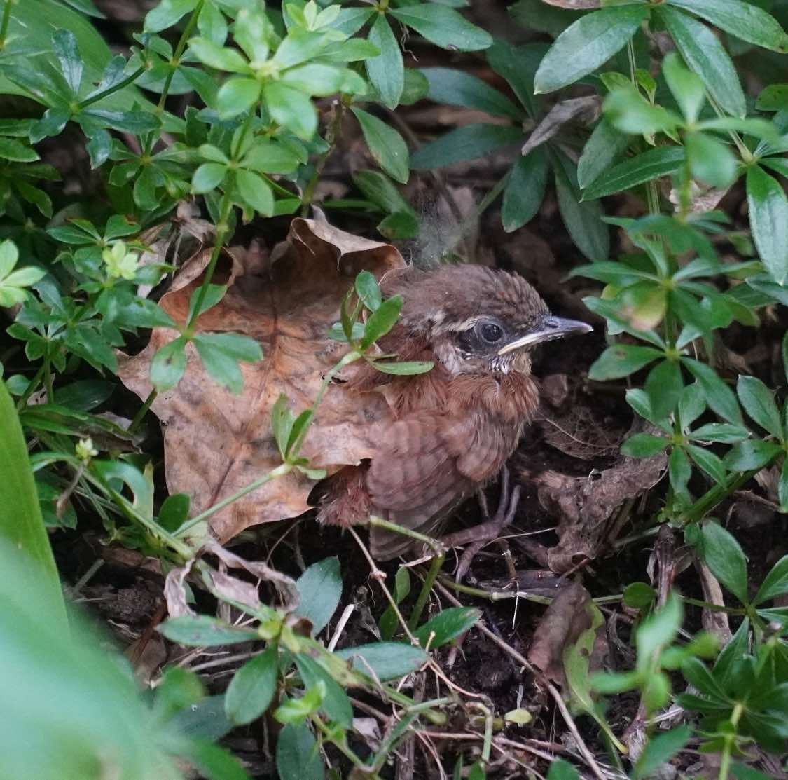 Carolina Wren - ML622216560