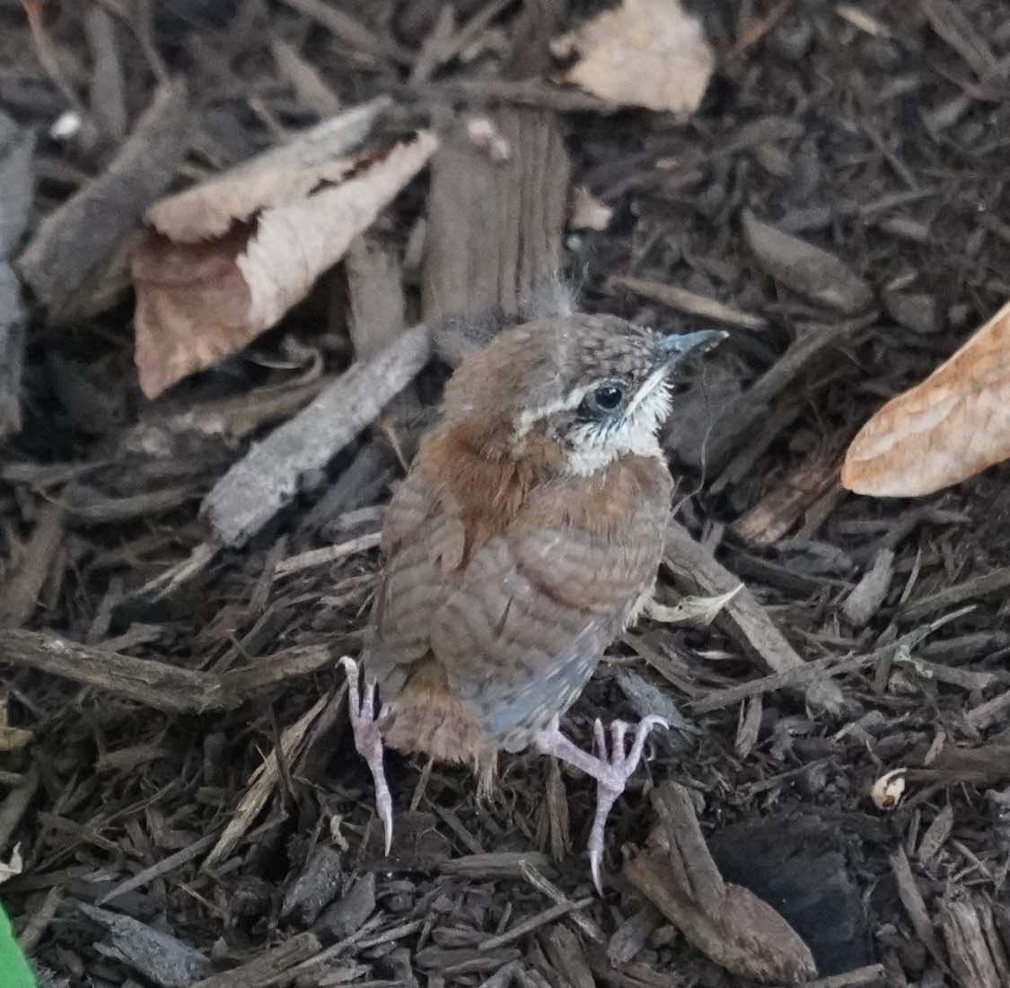 Carolina Wren - ML622216561
