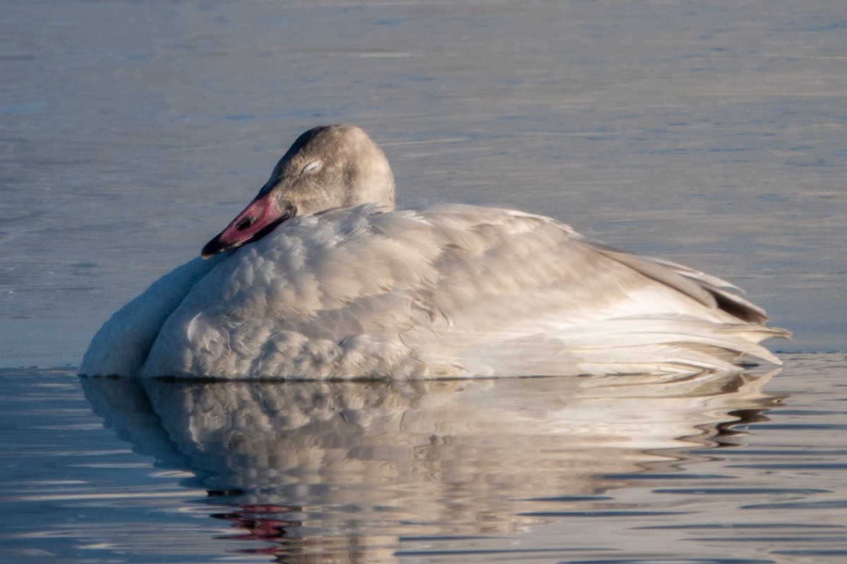 Tundra Swan - ML622216584