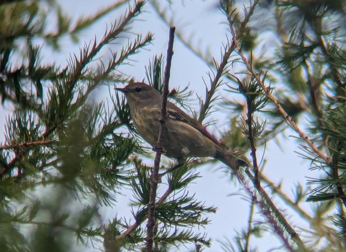 Cape May Warbler - ML622216655