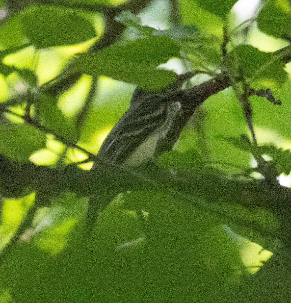 Empidonax sp. - ML622216716