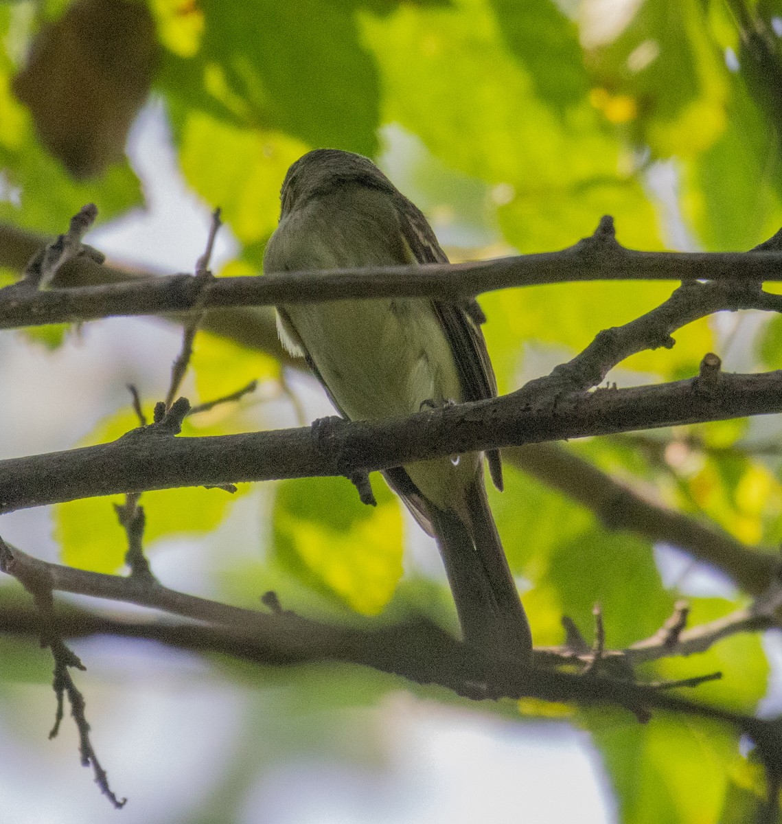 Empidonax sp. - ML622216717