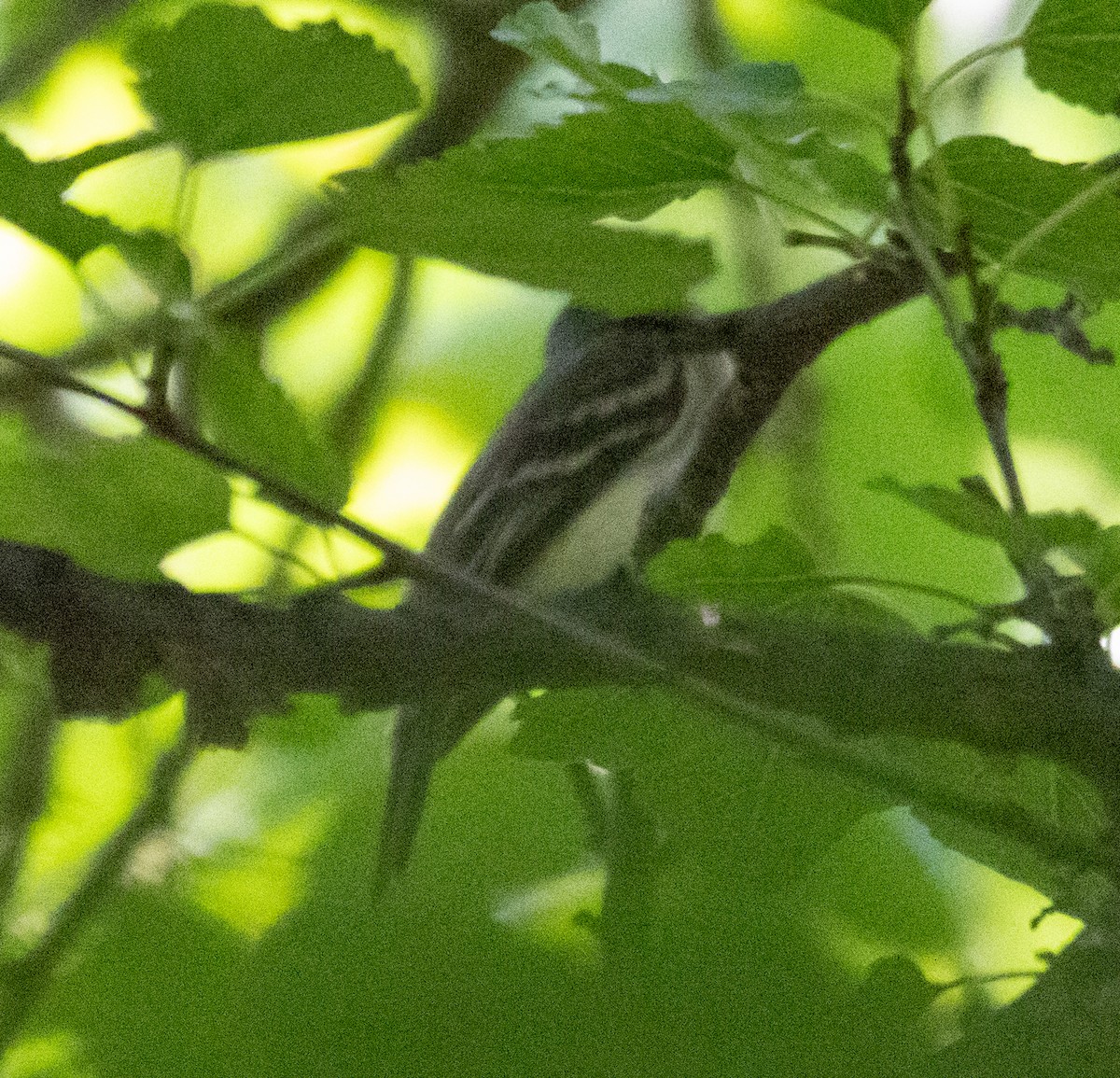 Empidonax sp. - ML622216718