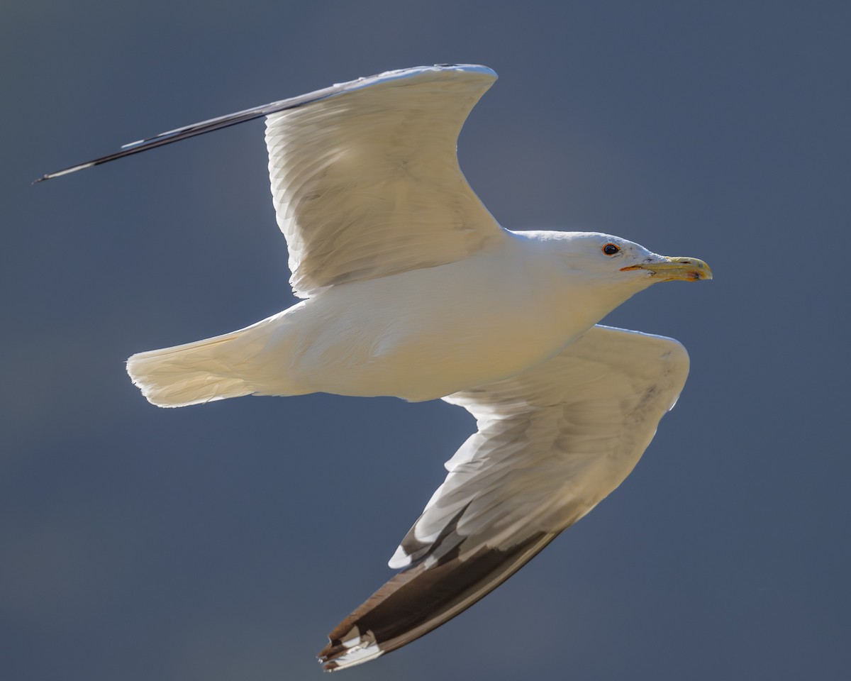 California Gull - ML622216720