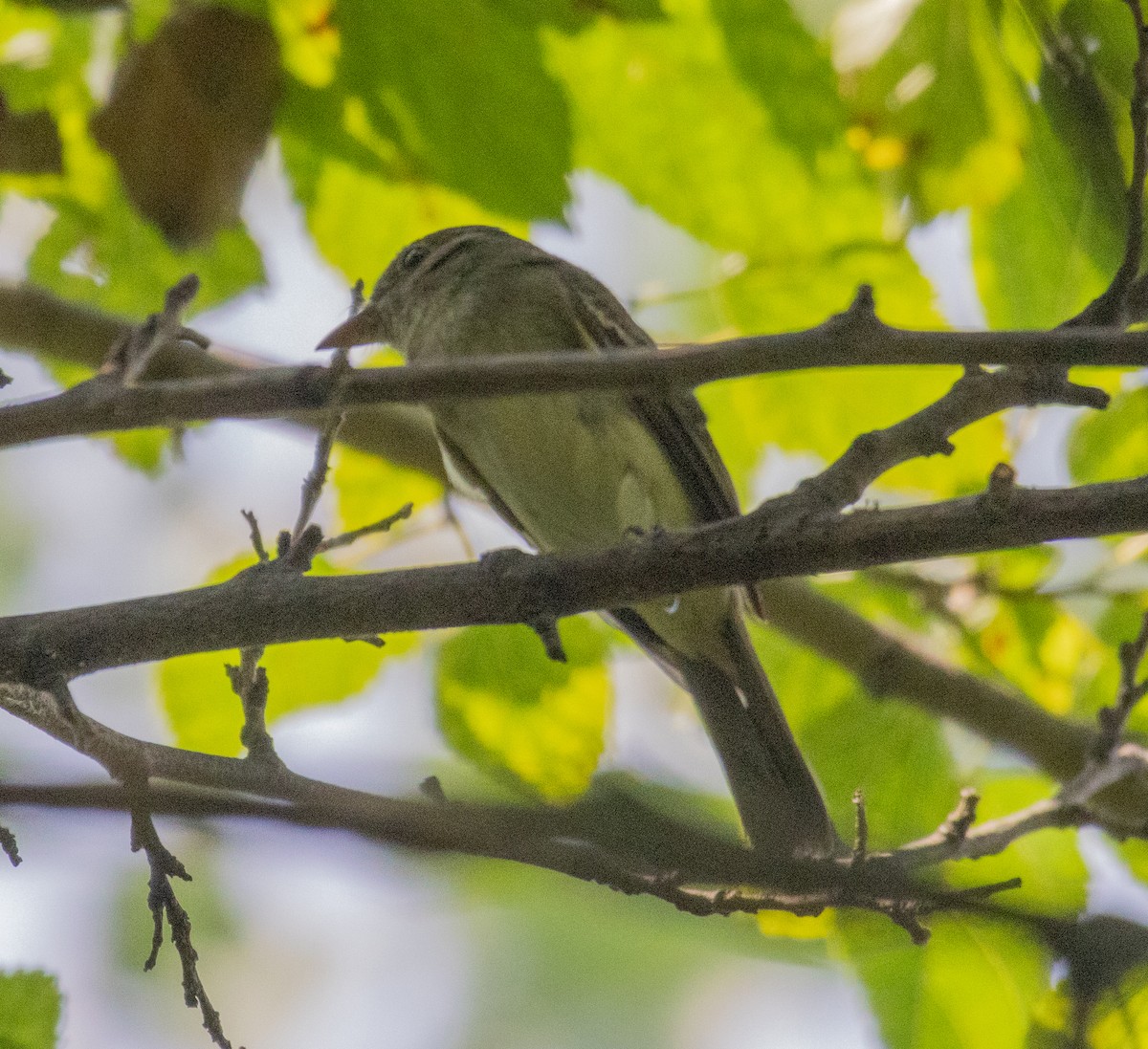 Empidonax sp. - ML622216765