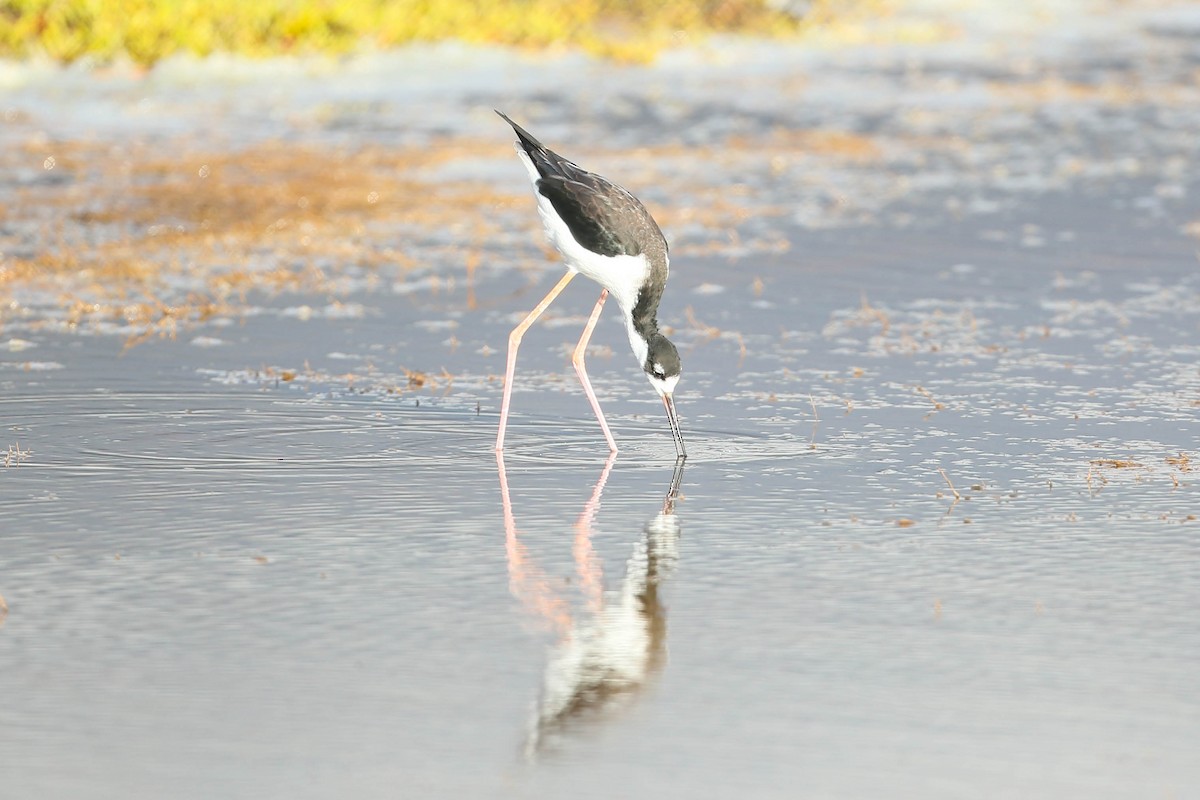 Black-necked Stilt (Hawaiian) - Thomas Cooper