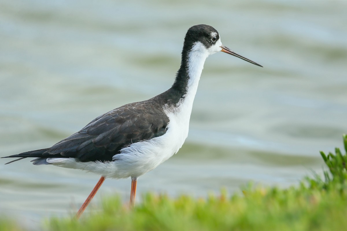 Black-necked Stilt (Hawaiian) - Thomas Cooper