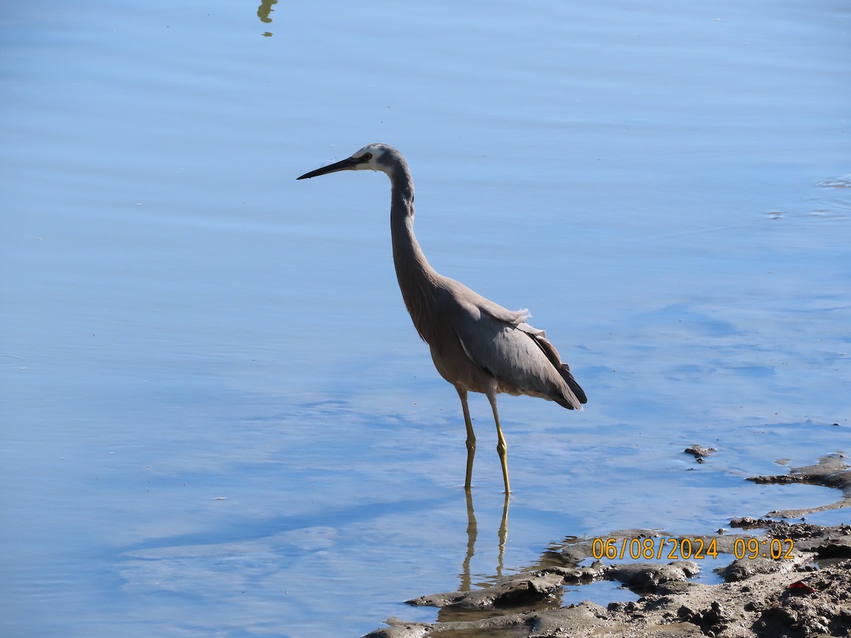 White-faced Heron - ML622216966