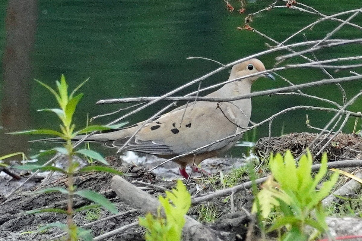 Mourning Dove - ML622216998