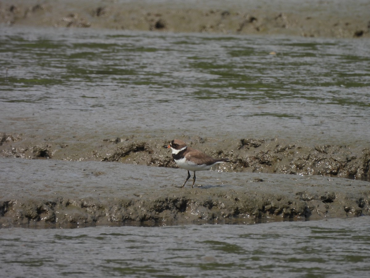 Semipalmated Plover - ML622217005